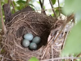 Descubriendo el simbolismo del nido de pájaros en tu hogar: 7 significados espirituales