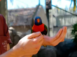 El Significado Espiritual de la Visita de un Pájaro: Descubre la Verdadera Interpretación