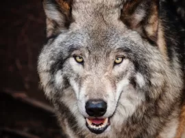 Las mejores imágenes de lobos con frases de amor que te encantarán