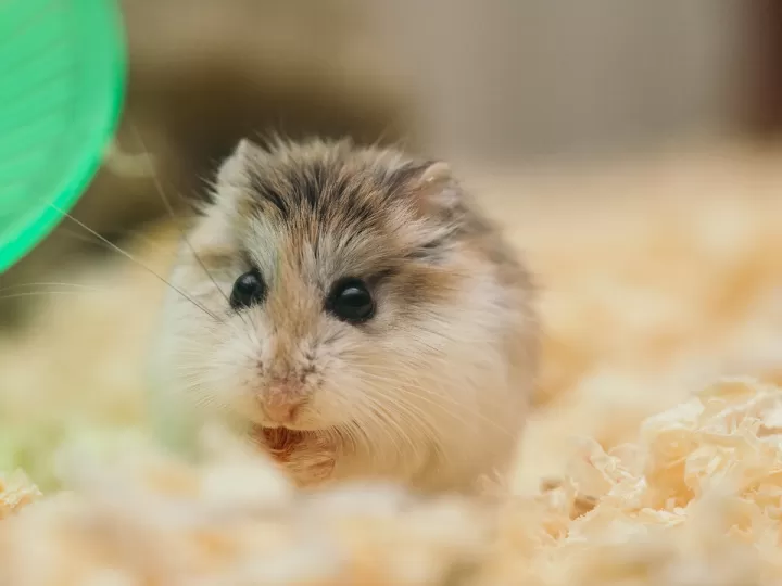 los mejores juguetes para hamster