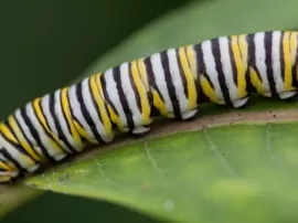 La fascinante metamorfosis de las orugas en mariposas: descubre cómo ocurre